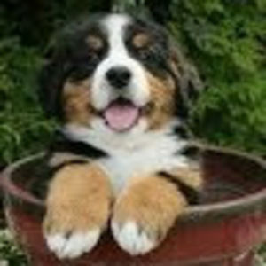 Meet your Posher, Bobby jo